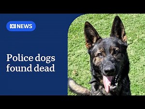 Two police dogs found dead inside vehicle in Sydney | ABC News