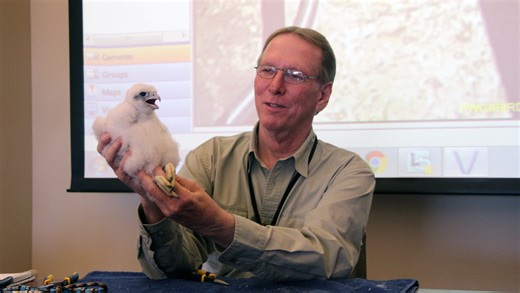 If you've seen a peregrine falcon in Wisconsin, thank Greg Septon | Paul A. Smith