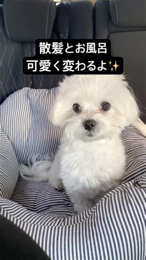 マルチーズの短髪カット✨#いぬのいる生活 #トリミング