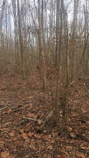 Swamp rabbit is running for its life. | Catron's Kennel