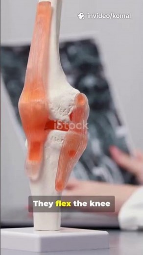 muscles and their functions #anatomyforbeginners #humanskeleton #skeletalsystem #biologybasics