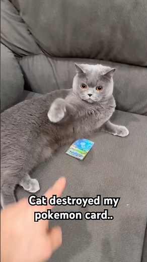 Cat DESTROYED My Pokemon Card.. #pokemonchannel #pokemoncards