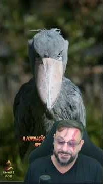 Bird with a sinister sound: Shoebill Balaeniceps rex #biologohenrique #biologist