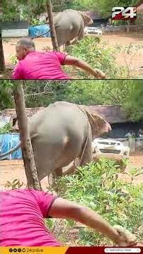 കാറ് കുത്തിമറിച്ചിട്ട് ആന; അങ്കമാലിയിൽ ഒരാളെ ചവിട്ടിക്കൊന്ന ആനയെ തളയ്ക്കാൻ ശ്രമം