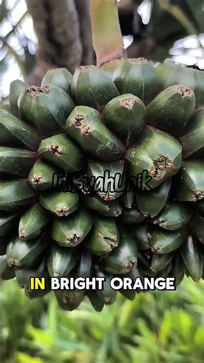 This Fruit Looks Like a Fireball! 🔥🍊 | Hala Fruit (Pandanus tectorius) #shorts