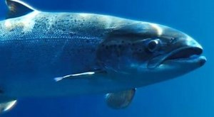 Bank of America Future Fish Event Archives