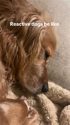 Monty very noise reactive and he barks if anyone walks past the house he has got a lot better and I try to train him out of it ##dogs##cockerspaniel##reactivedog##noisereactivity##dogtok