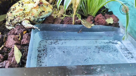 25K views · 539 reactions | Pacman frog Biocactive enclosure Happy Gamabunta藍藍 #Theexoshort #theexoshortofficial #exoticpetsofexoshort #theexoshortsencloscaping #Frog #Pacmanfrog #Enclosure #amphibian #Nature #Fyp #Trending #Viral #Video #Reels #Shorts #Clips #thankyoumgakaexo | The ExoShort Official | Facebook