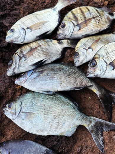 Exploring Rock Fishing on Madeira Island