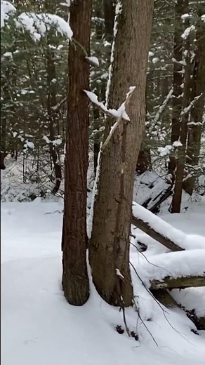 #Kate Bush Under Ice, Brook frozen over and snow covered hemlocks