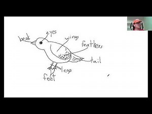 How to draw and label the parts of a bird - for kids