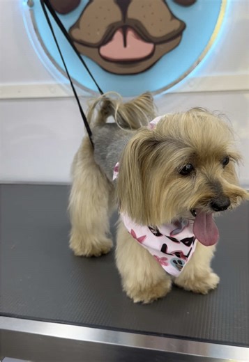 Here’s your translated post in English: ⸻ Orlando! ✂️🐾 📢 The Claw’s Spa is coming to your area for a limited time! 📢 📅 Only for 2 days: April 13 & 14 🚐 Mobile Pet Grooming Service – We come right to your door! 📍 Limited spots available – Book now and pamper your pup with the best mobile spa experience. 📲 DM or WhatsApp to schedule your appointment! #OrlandoPets #PetGroomingOrlando #MobileGrooming #PamperedPets #HappyDogs #FrenchiesOfOrlando #DogLoversFL #OrlandoDogSpa #booknow
