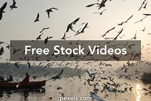 Birds Flying Sky Videos, Download The BEST Free 4k Stock Video Footage & Birds Flying Sky HD Video Clips