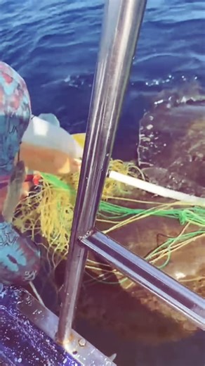 Part 1. Local Heroes !! Captain Pando of @PandosTours sent me this video he took on 21 December 2025. He and his crew were out fishing about 2 miles offshore of Sayulita and they came upon this jumble of broken long line gear with 6 sea turtles tangled in it. The managed to free all 6 turtles. Thank you ! Pando’s tours offers excursions for sustainable fishing, whale watching or snorkeling. The boat leaves right from San Pancho beach.WhatsApp Pando 52 3221821696 | San Pancho Turtles/ Campamento 