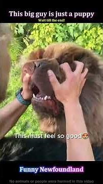 This Newfie looks scary… until you meet him🐶#newfoundland#funnydog#bigdog#pets