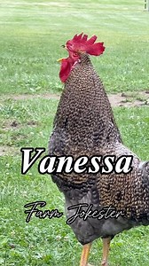 Vanessa please come get your rooster! Tag a Vanessa! OA: @borariechorar #vanessa #nessa #vanesa #rooster #chickens #chickensofinstagram #comedy #geese #funnyanimals #featheryfinetime #motherclucker #farmjokester #nameyellingchicken | Michael Salerno
