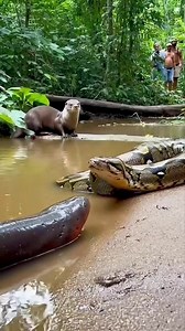 Python vs electric eel 😯🐍🤯🤯 #wildlife #animals | Aleiyena Hindori
