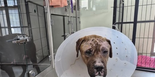 Dogs rescued from meat farms, neglectful breeders and dogfighting rings to soon go up for adoption