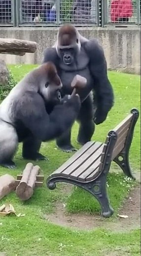 When Gorillas Try to Use Tools 😂 #funny #gorilla