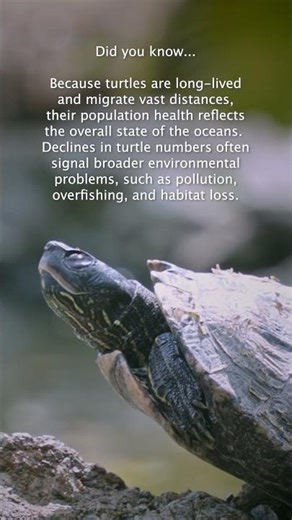 How Sea Turtles Keep Our Oceans in Balance