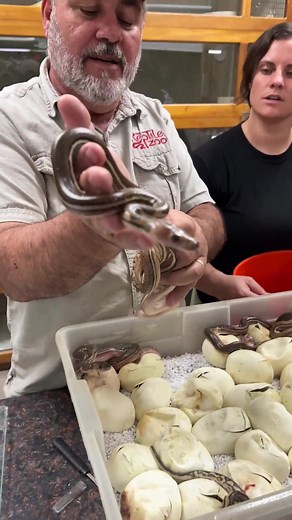 Reticulated Python Babies: Witness the Hatching of a Pied Anthrax!