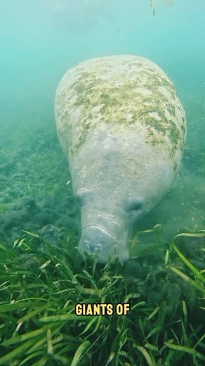 Why Manatees Are the Chillest Giants in the Ocean?! #manatees #manatee #cuteanimals #trendingreel #animals #Amazing | Moviez