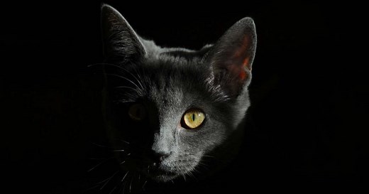 キャッツ／英語歌詞を徹底解説！日本語で意味を理解しよう | LOVE performing arts