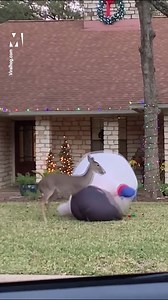 This deer REALLY hates Christmas 🦌😡⛄️ via ViralHog | Metro