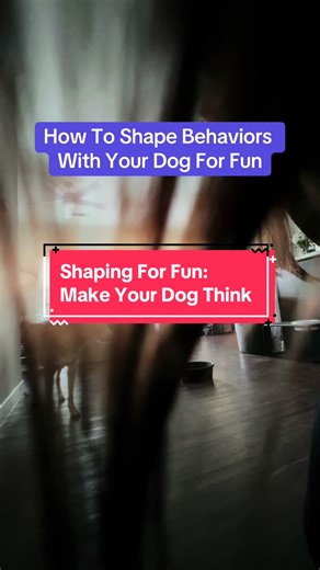 More Than Dog Training on TikTok