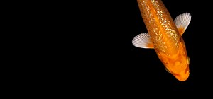 Orenji Ogon Koi Fish For Sale | Next Day Koi