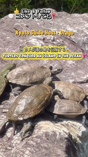 🐢 カメが海の島を征服する😱Turtles conquer an island in the ocean 💖 #beautiful #kyotoguidehost #DragoKyoto