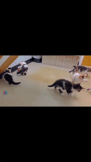 This adorable video features a lively group of Maine Coon kittens...
