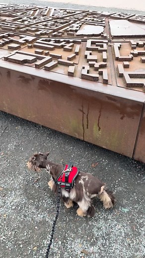 Took a stroll with Gordita to the Berlin Wall, and Gordita demonstrated excellent leash manners 🐾❤️🐾 #stroll #berlinwall🇩🇪 #steinminiatureschnauzers | Stein Miniature Schnauzers