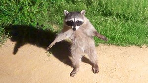 Funniest Animal Videos Ever (Part 1) - 1Funny.com