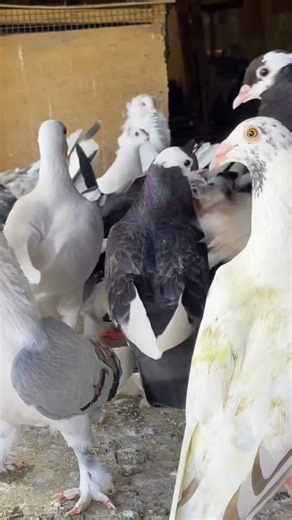 👑 Meet the King of All Fancy Pigeon Breeds! #pigeons #pigeon #pigeon101