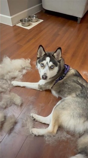Pomsky shedding is no joke 😭🐾