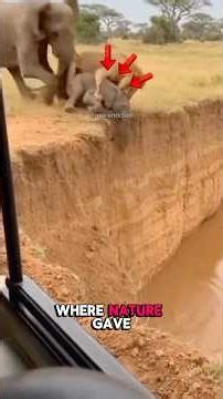 Animal mistakes where nature gave zero second chances #wildlife #animals