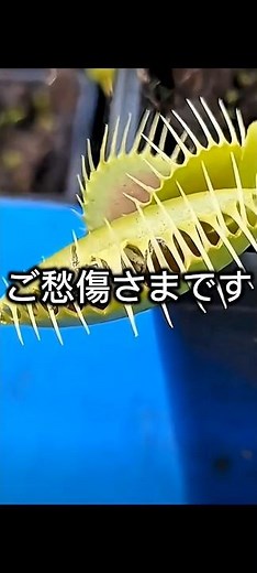 ハエトリグサの仕組み #動物