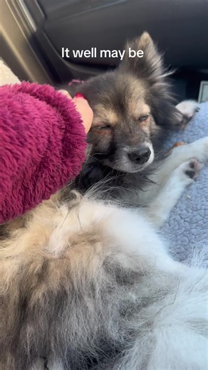 The Perfect Tribute Song for Your Beloved Dog