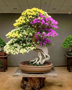 218K views · 2.1K reactions | 200 Bougainvillea Varieties Ek Hi...