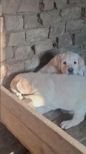 Most Adorable Labrador Puppies Ever | Cute Puppy Moments That Will Melt Your Heart 😍 | #MakeMyPet