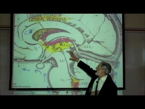 THE MENINGES, CEREBROSPINAL FLUID & EPIDURAL BLOCKS by Professor Fink