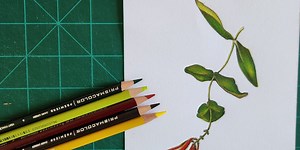 A Tale of Two Honeysuckles