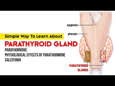 Parathyroid Gland | Parathormone | Physiological Effects of Parathormone | Calcitonin