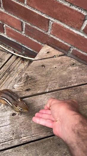 #squirrel #christmas #chipmunksoftiktok