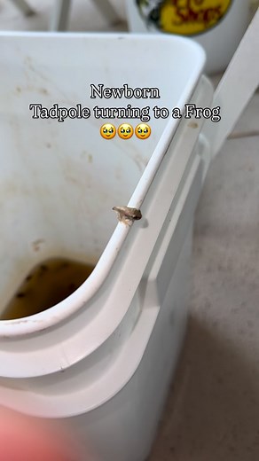 4.3K views · 18 reactions | NEW BEAUTIFUL BABY FROG TAKING HIS FIRST STEPS! | Youngpageviews | Facebook