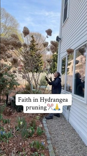 How To Prune Panicle Hydrangeas Like Limelights✂️