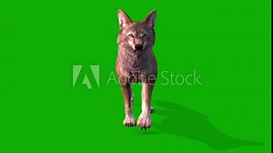 A Clever Fox Slow Walking View From Front Side On Green Screen - 3D Rendering Animation
