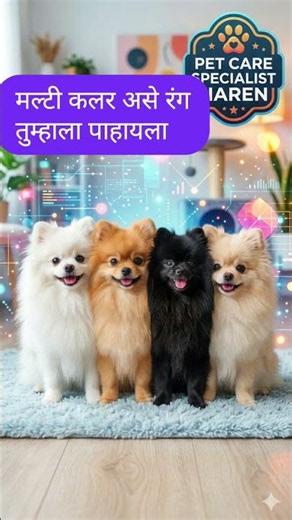 Amazing Facts About Pomeranian Dogs! 🐶🐾 #ytshorts
