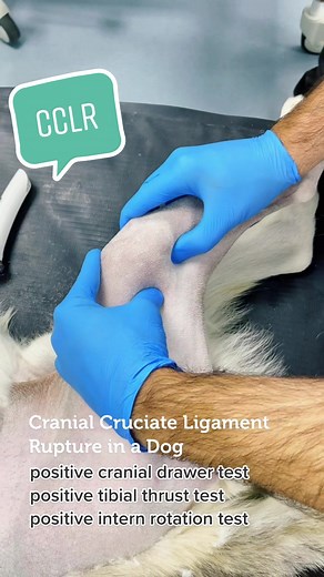🐶 Cranial Cruciate Ligament Rupture in the knee of a dog. The cranial cruciate ligament has 3 main functions: prevent cranial displacement of the tibia in relation to the femur (cranial drawer sign); prevent hyperextension of the knee, and prevent internal rotation of the tibia #orthotricks #vet